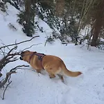 Gostisce Jelka * Hočko Pohorje