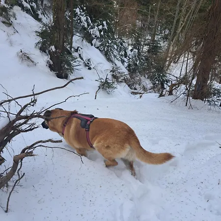 Gostisce Jelka * Hočko Pohorje