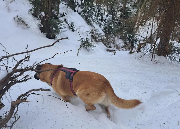 Gostisce Jelka * Hočko Pohorje